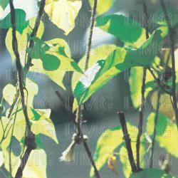 Ameni Nare - Jav Jav