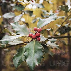 Christmas Time is Here - Late Break Quartet