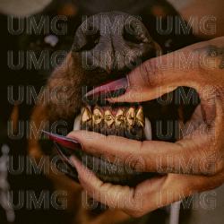 MUTT Deluxe: HEEL - Leon Thomas