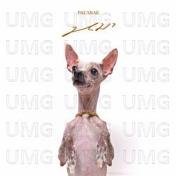 Mha (Dog) - Pae Arak