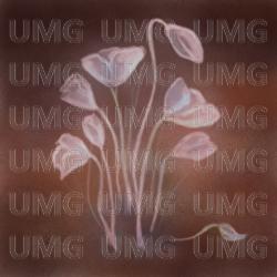 Red Poppy Flowers - Diane Emerita